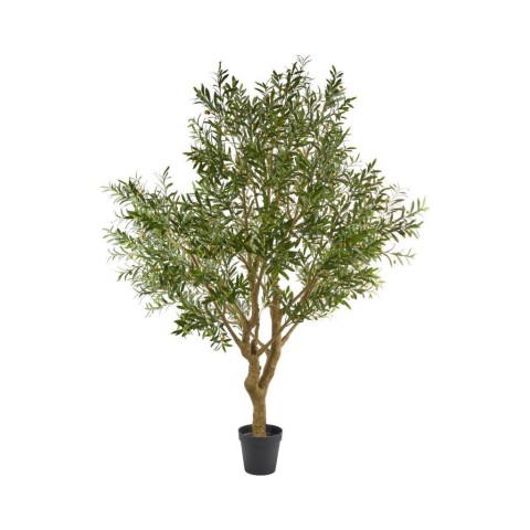 ALBERO ULIVO H250